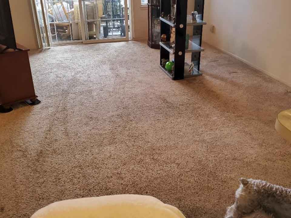 carpet cleaning results 1